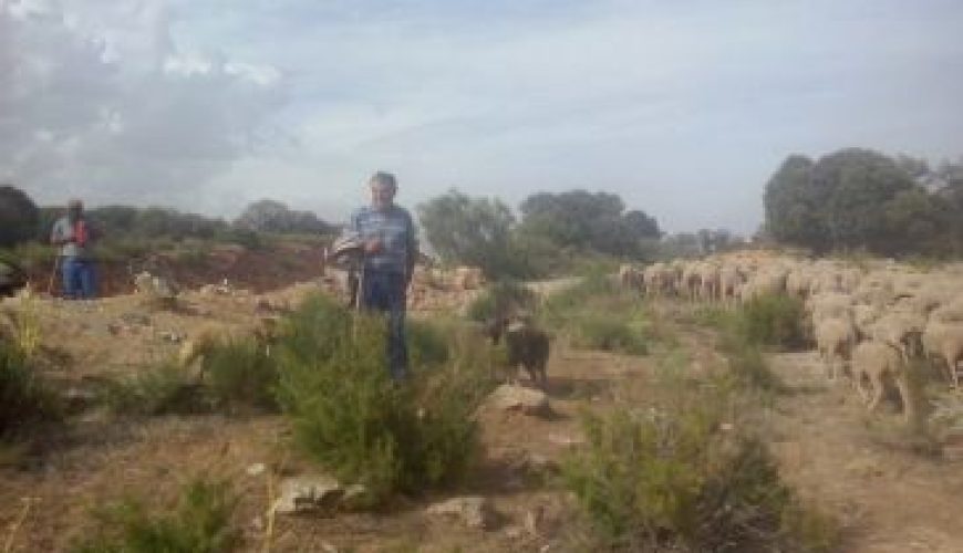 Noticia Diario de Teruel: Los ganaderos que hacen la vereda llegan a Guadalaviar