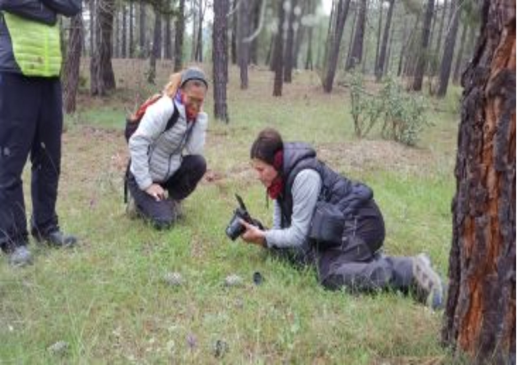 Noticia Diario de Teruel: Una docena de personas participan en la jornada sobre orquídeas en Terriente