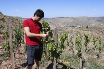 Noticia Diario de Teruel: La viticultura extrema de la alta montaña vuelve a reintroducirse en la Sierra de Albarracín