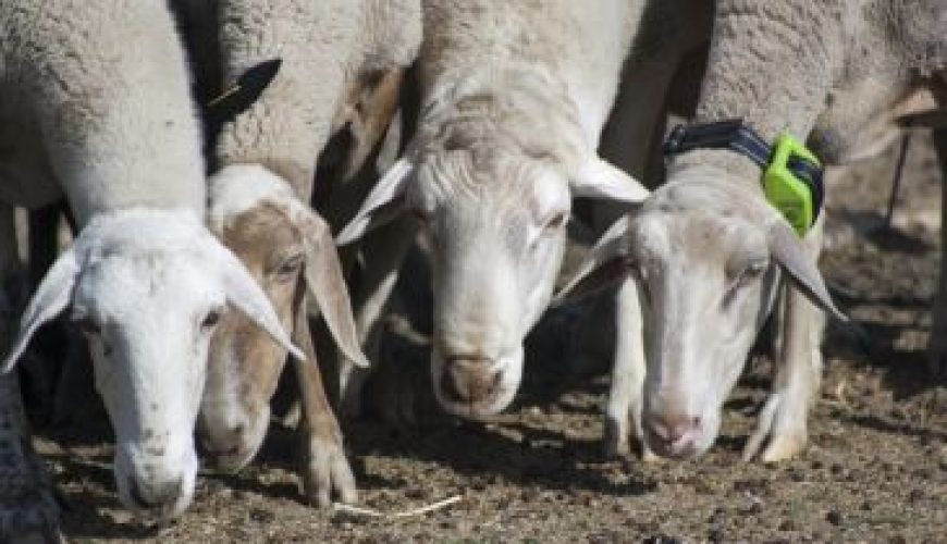 Noticia Diario de Teruel: Las ovejas de Guadalaviar llevan GPS para monitorizar el camino trashumante a Andalucía