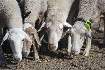 Noticia Diario de Teruel: Las ovejas de Guadalaviar llevan GPS para monitorizar el camino trashumante a Andalucía