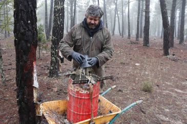 Noticia Diario de Teruel: Termina la tercera y mejor campaña de resina en Bezas con 2,5 kilos por pino