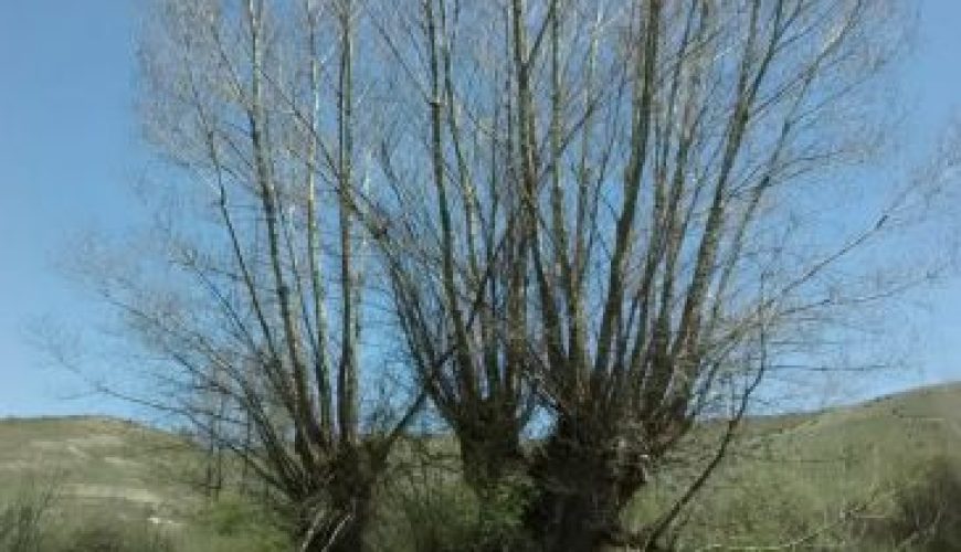 Noticia Diario de Teruel: El parque cultural del chopo cabecero lanza una campaña para mostrar su naturaleza, paisaje y patrimonio