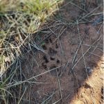 Noticia Europapress: El Parque de Fauna La Maleza, en la Sierra de Albarracín (Teruel), introduce una pareja de linces ibéricos