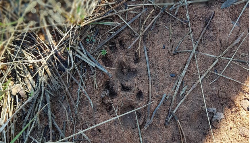 Noticia Europapress: El Parque de Fauna La Maleza, en la Sierra de Albarracín (Teruel), introduce una pareja de linces ibéricos